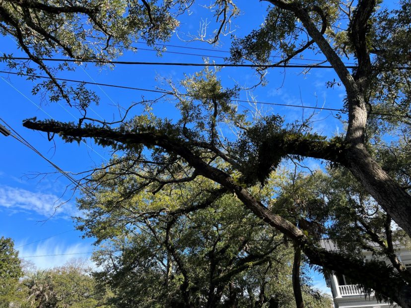 Dead live oak Branch Photo Caption – Make sure to regularly check trees for diseased, damaged, and dead branches.