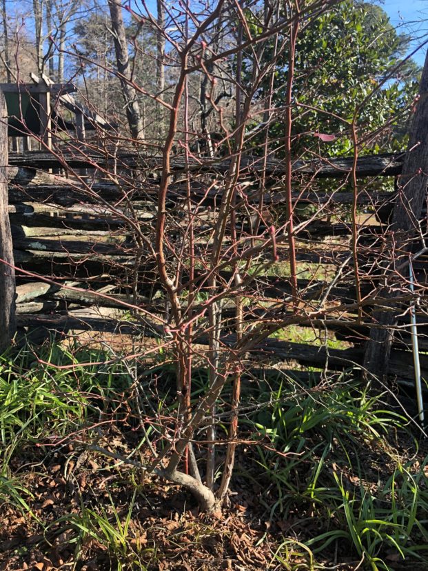Deciduous trees and shrubs like this blueberry offer a clear sight into their branching patterns in the winter months, so pruning decisions can be made easier depending on the species.