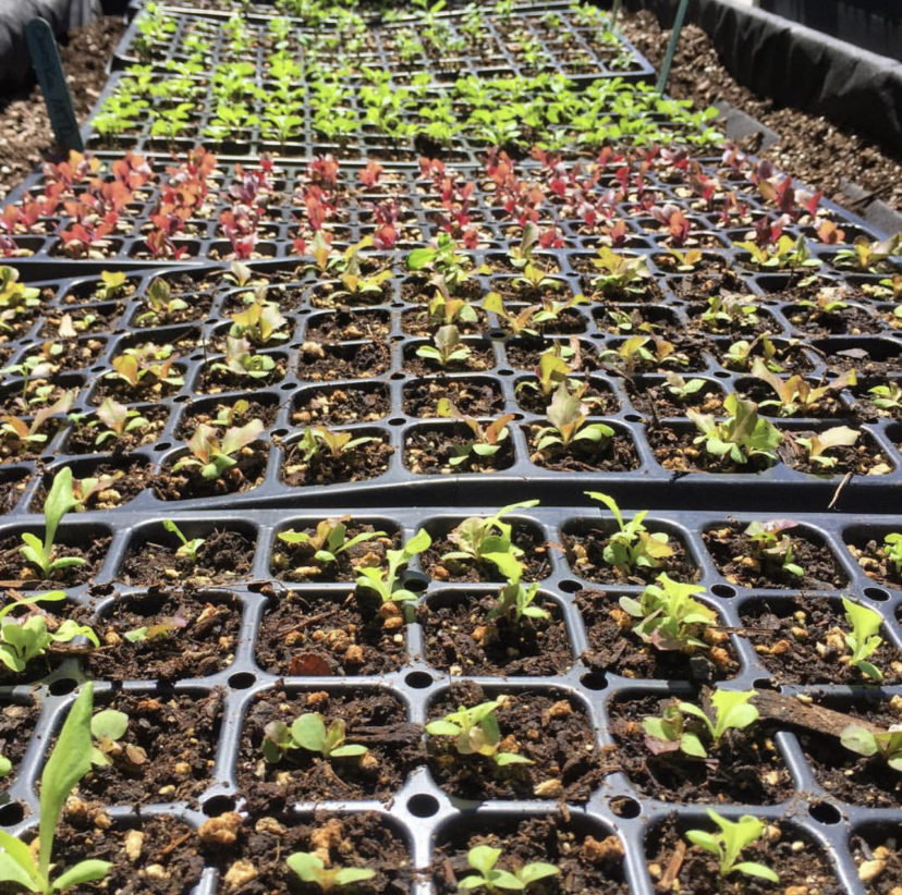 Early spring lettuce germinating in trays.