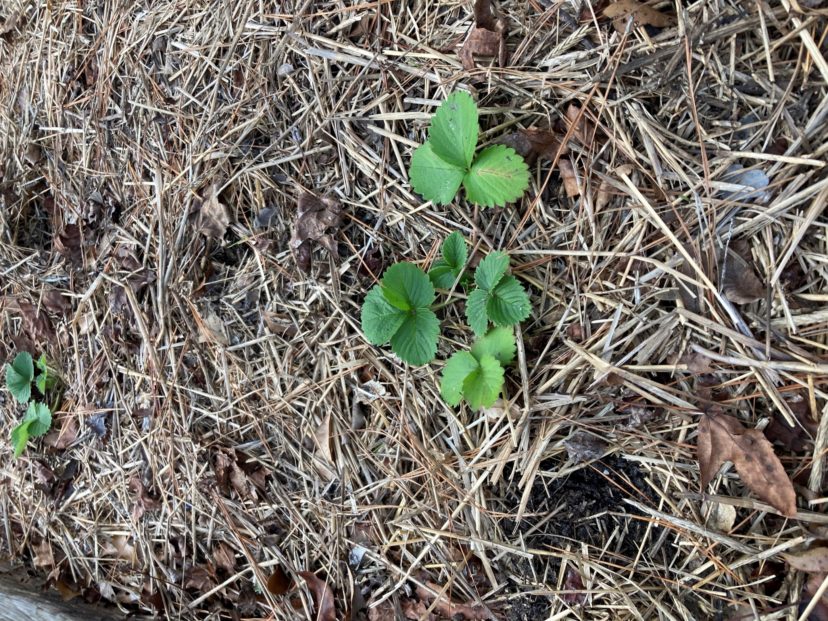 Fertilize the strawberry patch according to soil test results.