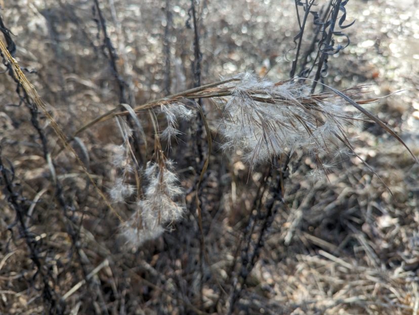 Fluffy splitbeard bluestem (Andropogon ternarius) seeds are a fantastic focus while feeling your breath.