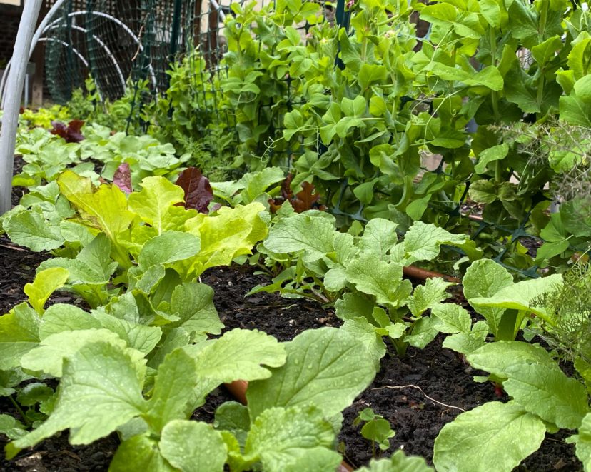 Garden peas and radishes growing in a raised bed in early spring.