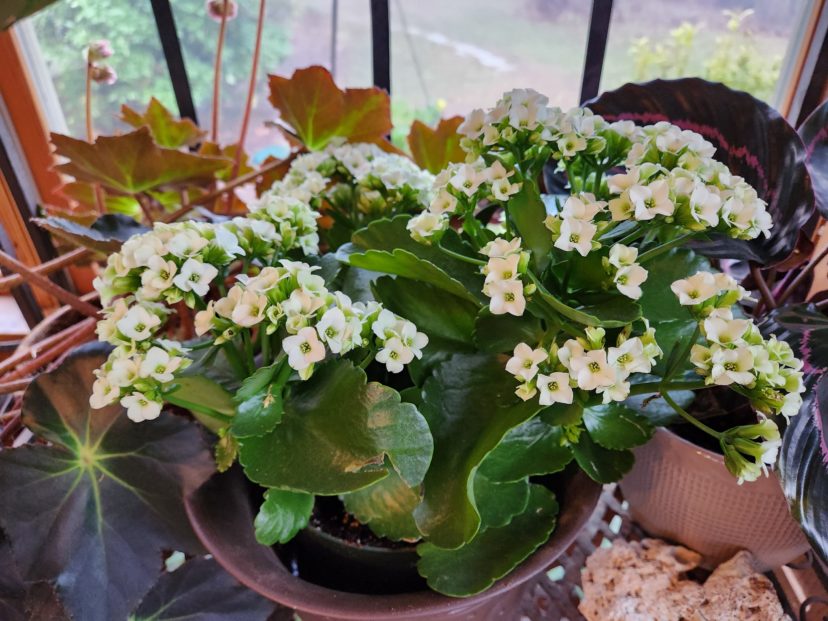 Kalanchoes (Kalanchoe blossfeldiana) are popular houseplants that are usually for sale during the winter months.