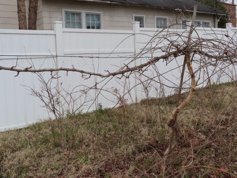 Left side of muscadine plant has been pruned, the right side has not.
