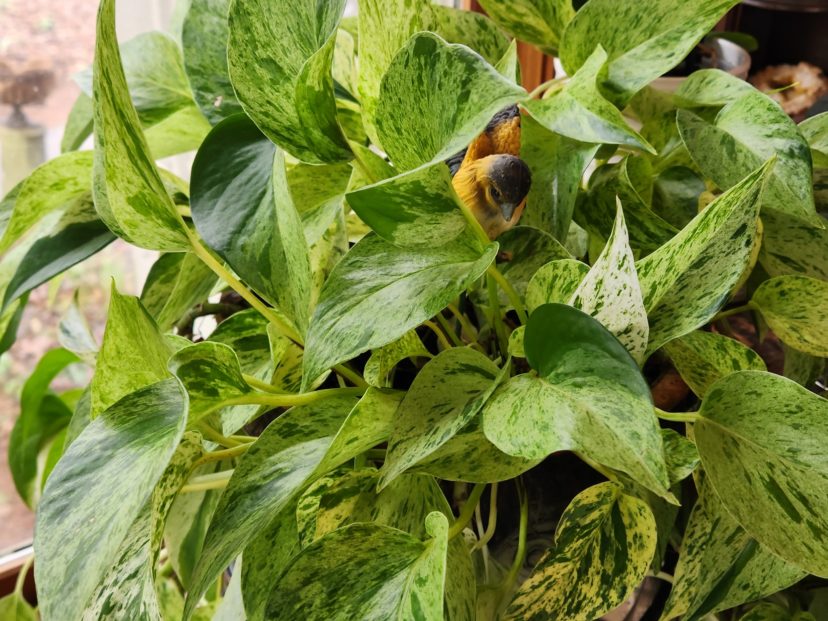 Marble Queen Pothos (Epipremnum aureum) is an easy-to-grow foliage houseplant.