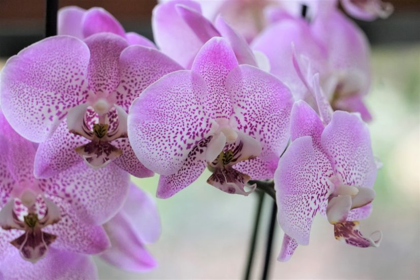 Moth orchids (Phalaenopsis species) are easy to grow and will stay in flower for months.