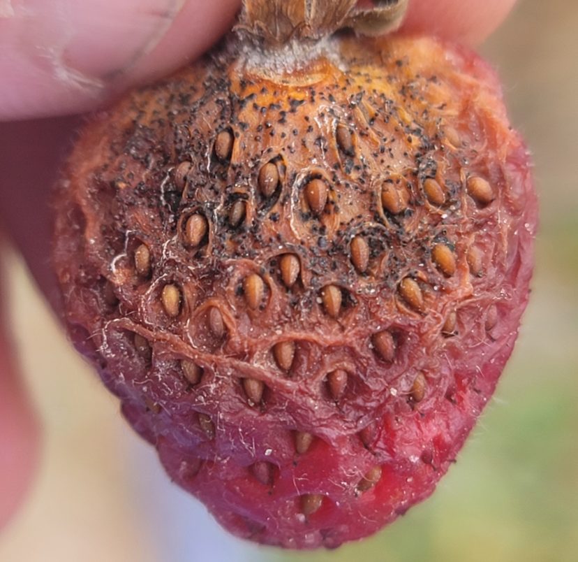 Neopestalotiopsis rot on fruit. Note the black fruiting bodies within the lesion.