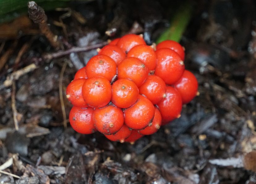 Nippon lilies have bright red berry clusters.