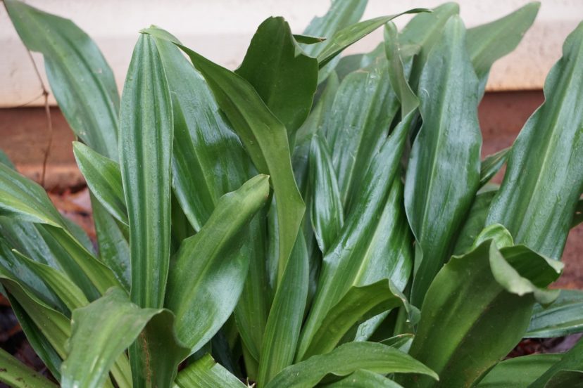 Nippon lily (Rhodea japonica) is a broadleaf evergreen with leathery, glossy dark green, strap-like leaves.