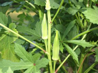 “Okra pods growing on the plant.”