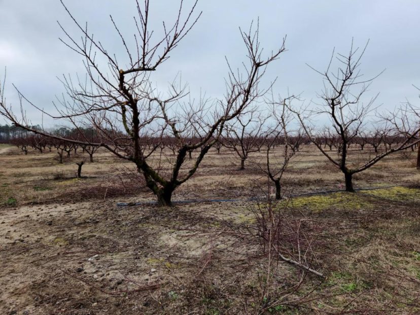 Peach trees being pruned in Edgefield County.