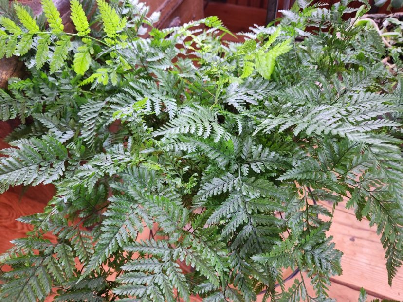 Rabbit's Foot Fern (Davallia fejeensis) gets its name from the fuzzy rhizomes that resemble a rabbit's foot.