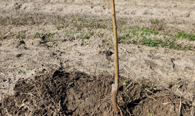 SC Fruit and Vegetable Field Report – January 30, 2023