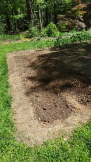 The bed above has been planted with asparagus crowns, covered with 2 inches of soil, and the cultivars labelled. Additional soil is still available beside the row to add more around the emerging spears.