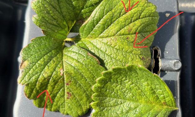 What Is It? Wednesday – Spider Mites on Strawberries