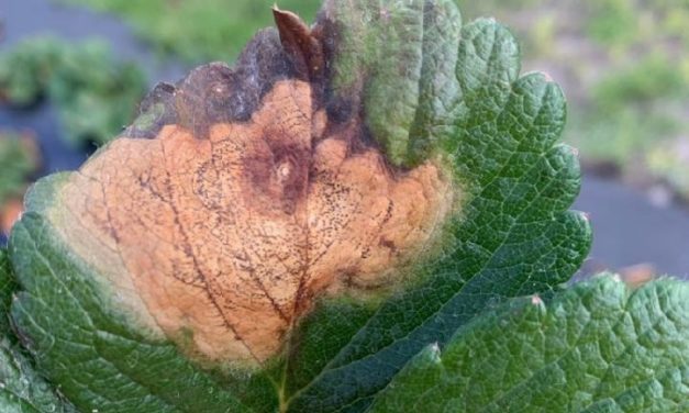 SC Fruit and Vegetable Field Report- January 17, 2023