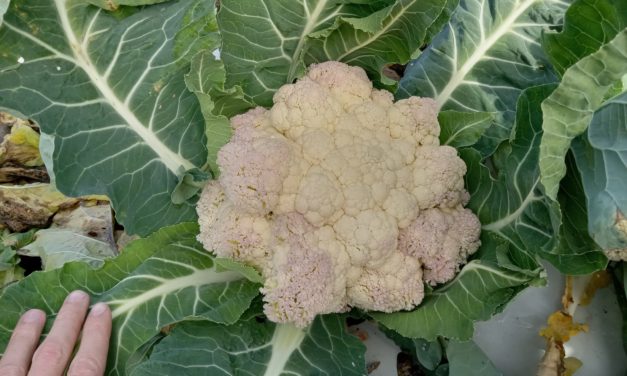 What Is It? Wednesday – Discolored Cauliflower