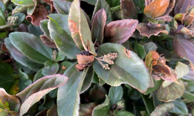 This Month in Your Garden- January 2023