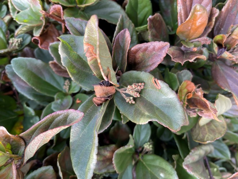 Tip burn on plants is common after a significant cold event (Viburnum)