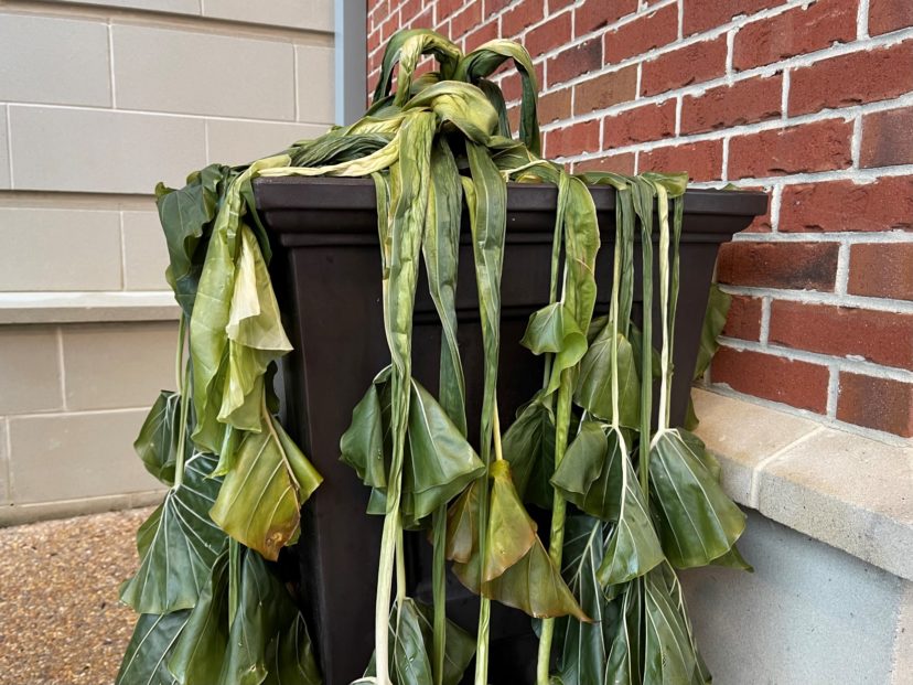 Tropical plants exposed to below freezing temperatures will perish. The extent of the damage may not be known until Spring (Colocasia)