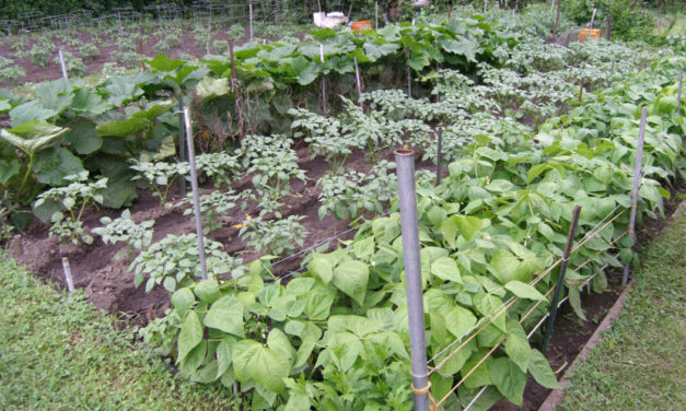 This Month in Your Garden- February 2023
