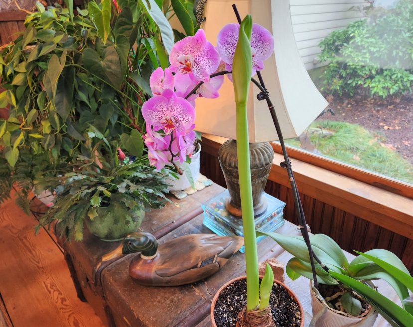 Watching the flower stalks of an amaryllis (Hippeastrum species) develop is exciting.