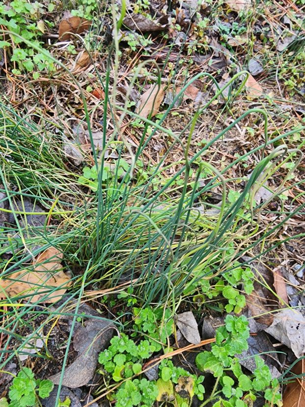 Weed of the Month – Wild Garlic | Home & Garden Information Center