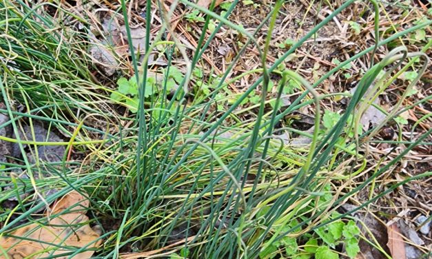 Weed of the Month – Wild Garlic