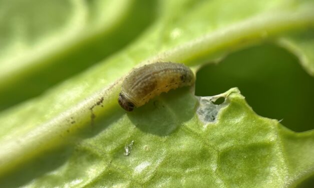 What is It? Wednesday – Yellowmargin Leaf Beetle and Vegetable Weevil damage