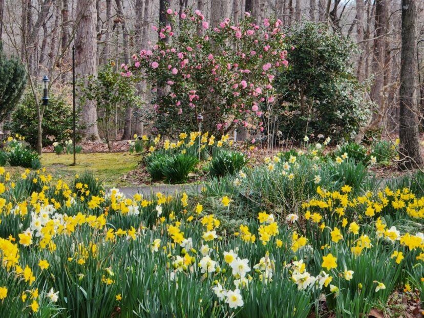 A daffodil “river” in full bloom at Crooked Trail Farm.
