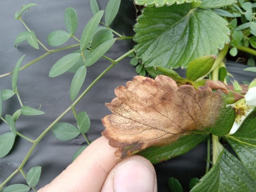 A lesion on a strawberry leaf from either Gnomonia leaf spot or Neopestalotiopsis. When you find this, send it to the disease lab to determine which disease is present.