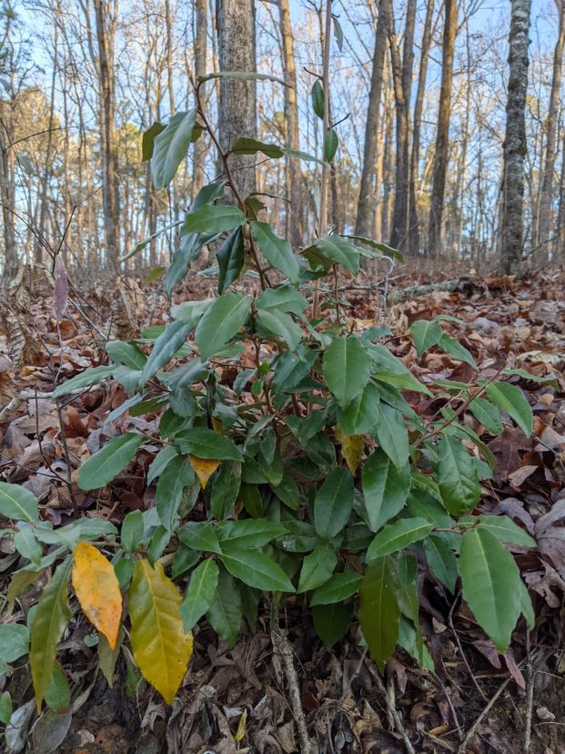  Elaeagnus colonizes an area rapidly, spreading by both suckers and seeds.