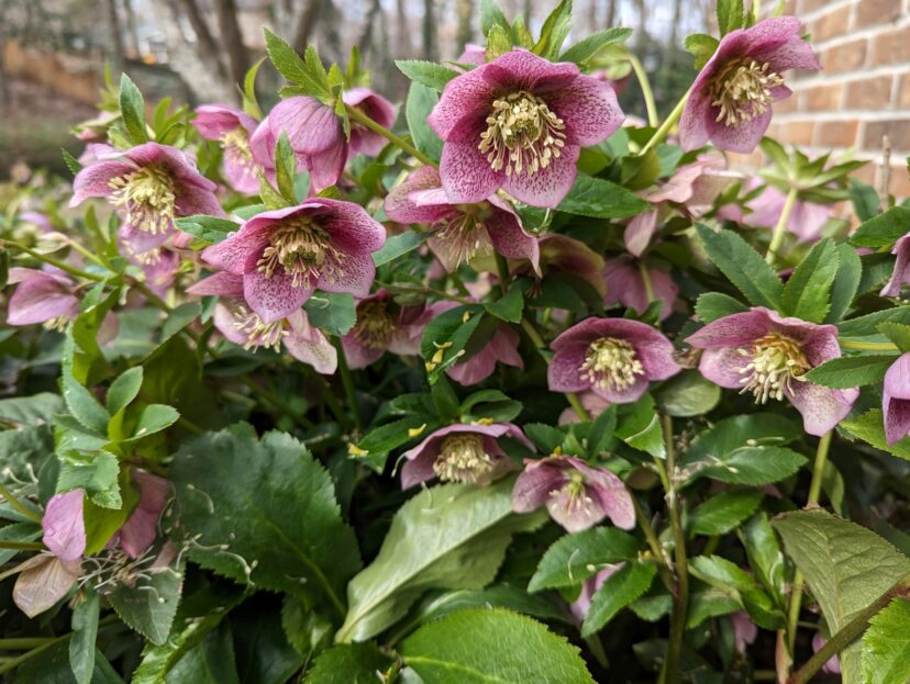 All you need are Love and Hellebores (Helleborus spp.) to make a garden bright!