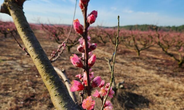 SC Fruit and Vegetable Field Report – February 20, 2023