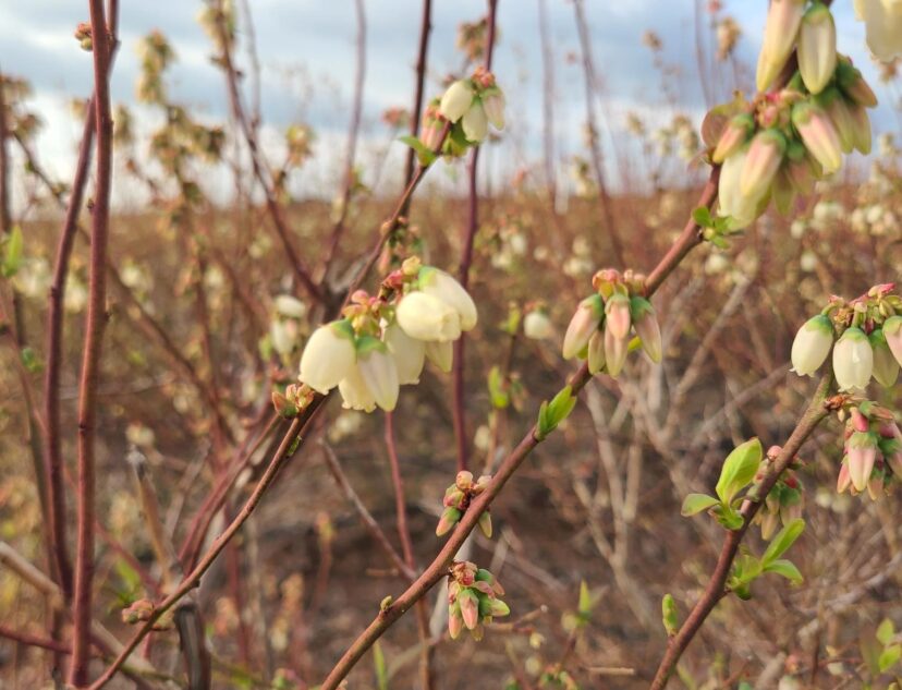 Blueberries have begun blooming in the Lowcountry.