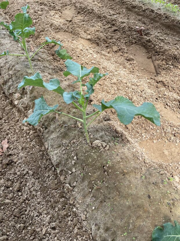 Broccoli planted in the garden.