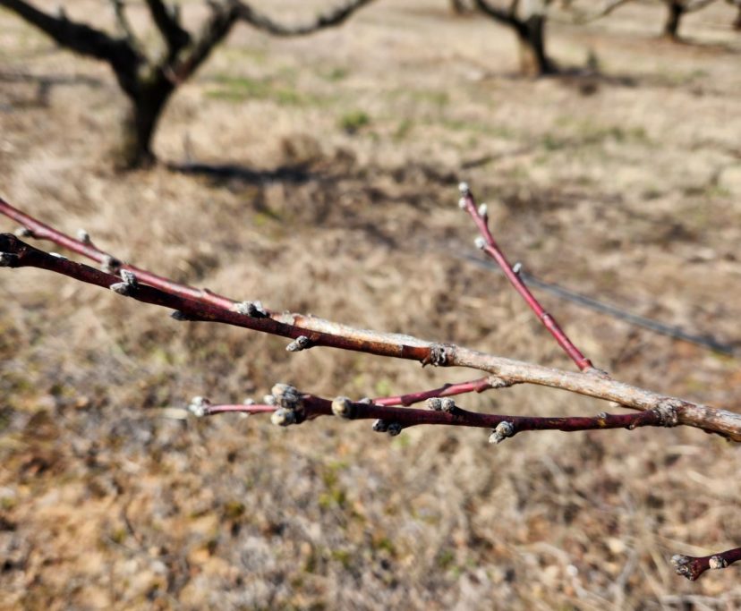 Buds are beginning to move on early peach varieties.