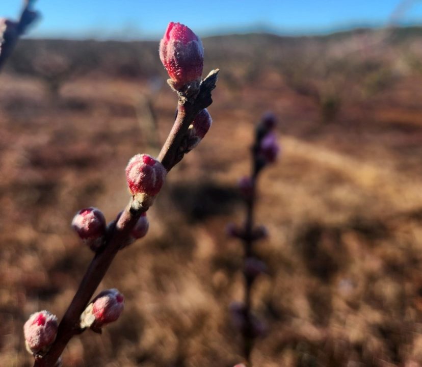 Carored is an early-season variety requiring around 650 chill hours. Buds are moving.