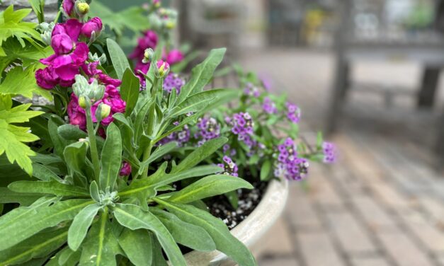 This Month in Your Garden- March 2023