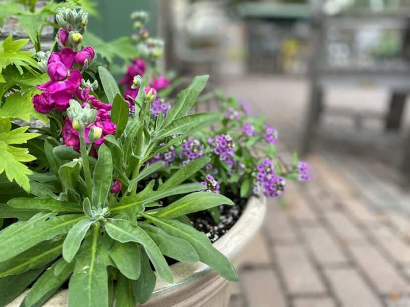 Early spring container filled with stock and sweet alyssum.