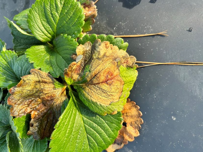 Gnomonia leaf blotch.