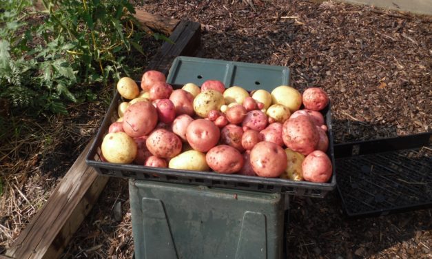 Time for Taters