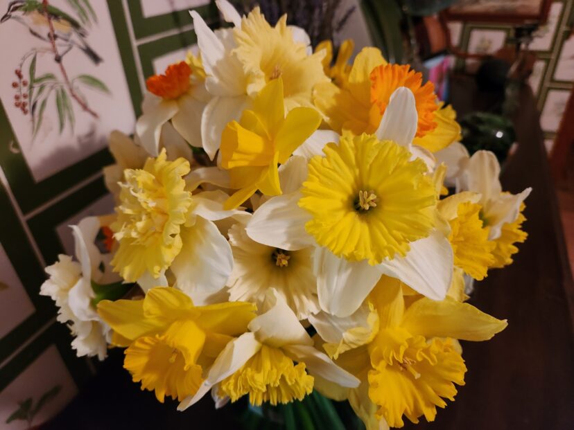Here’s a virtual “Bouquet of Sunshine” for all of our HGIC gardening friends.