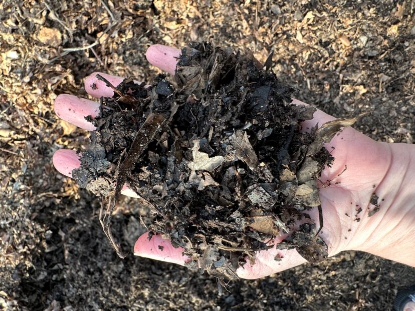 Leaf mold is a source of organic matter that can be added to the garden and landscape beds.