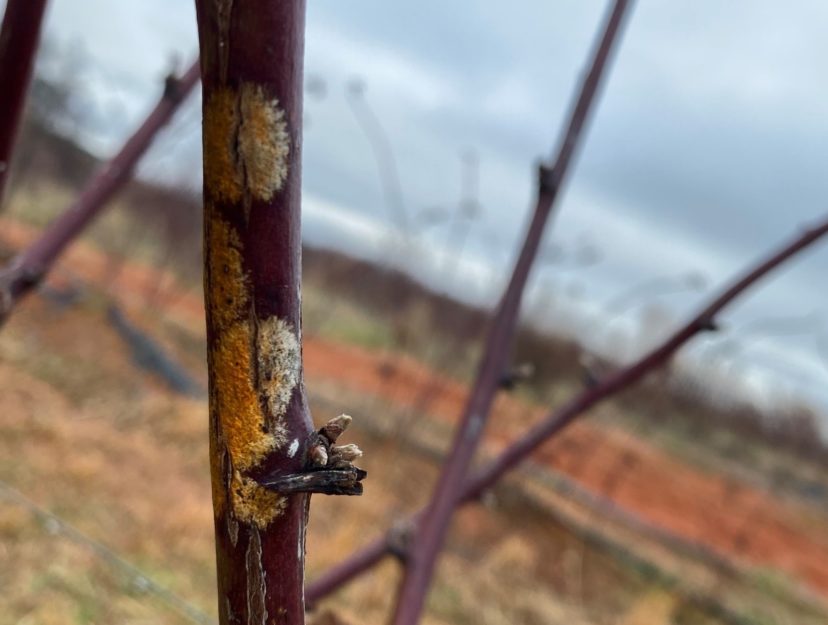Orange blotch on a blackberry cane.