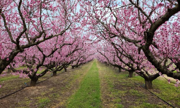 SC Fruit and Vegetable Field Report– February 27, 2023
