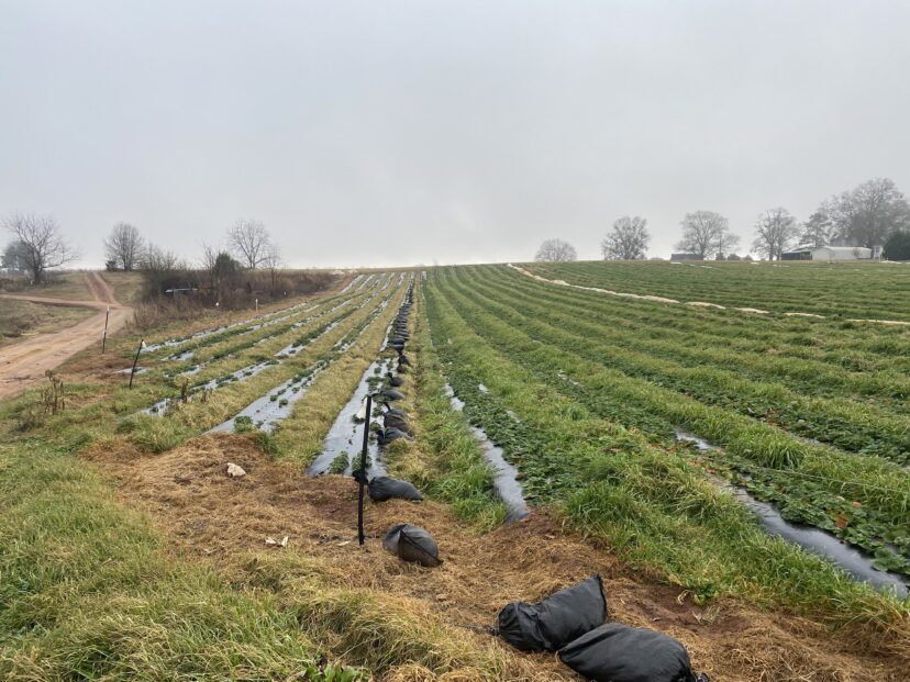 The rows on the left went uncovered during a freeze earlier this year. Ryegrass is dead in the row middles, and the strawberries are smaller than the rows on the right. 