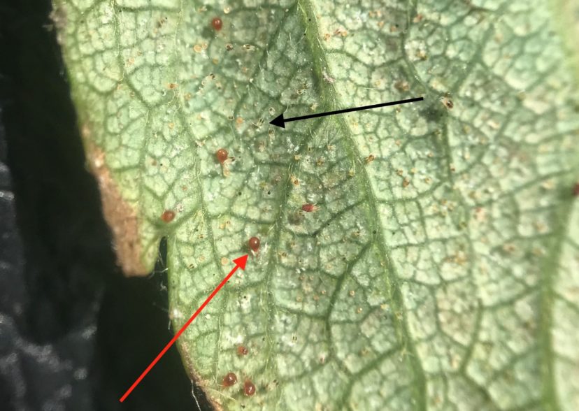 Several predatory mites (P. persimilis, red arrow) on a strawberry leaf covered in twospotted spider mites (black arrow) and their eggs.