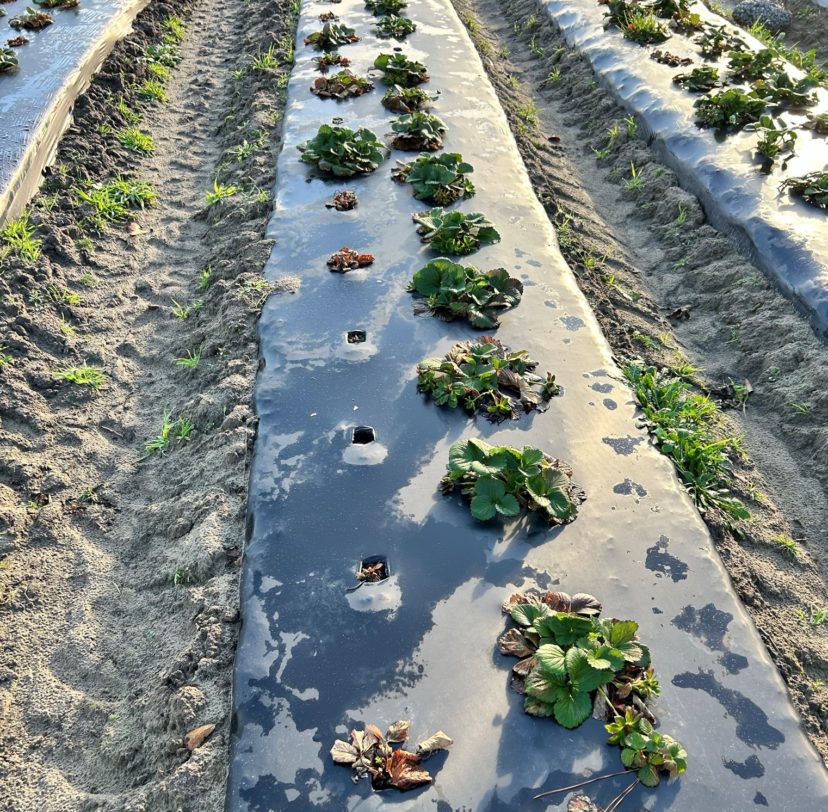 Stunted plants, gaps in the strawberry rows, and leaves dying.