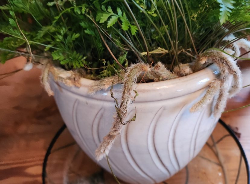 The furry rhizomes grow over the top of the soil and will drape over the sides of a container.